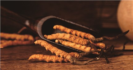 什么是斷草？斷草和冬蟲夏草的區(qū)別和購買常識